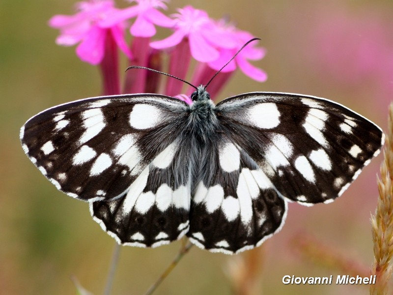 Melanargia galathea in tutto il suo splendore...